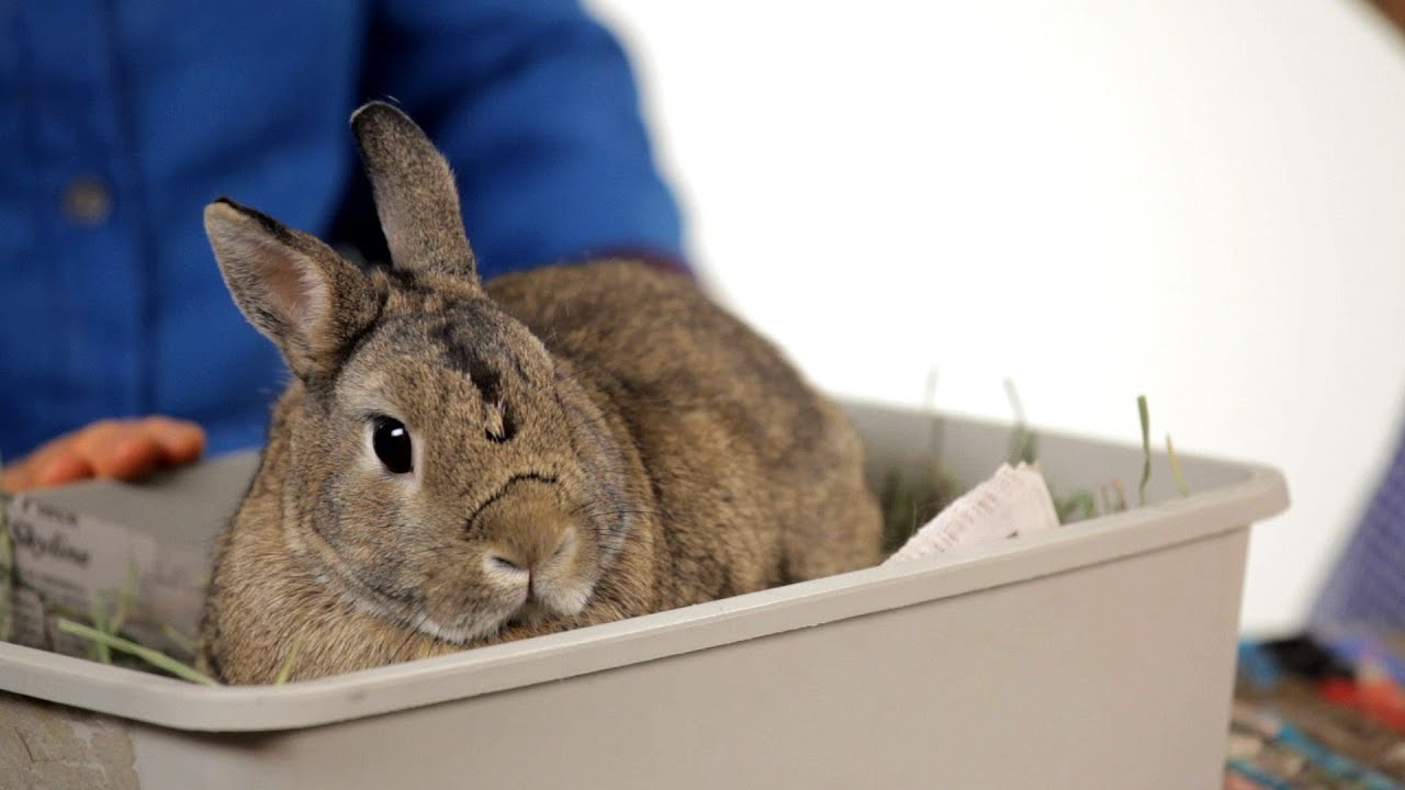 Can You Keep a Wild Rabbit as a Pet? | Pet Rabbits