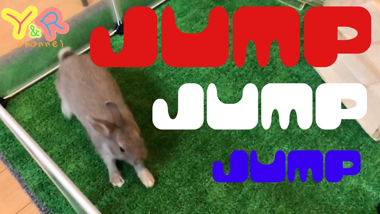 ジャンプ！ジャンプ！ジャンプ！かわいいうさぎで癒される！ Cute rabbit videos    Y&R channel