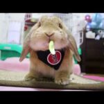 【Tik Tok】asmr—a cute rabbit chewing celery