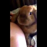 Cute rabbit noises