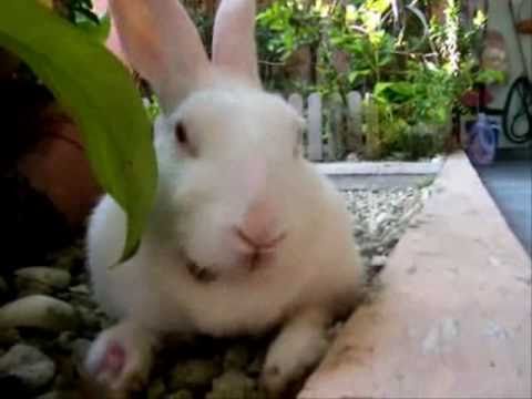 Cute rabbit yawns with weird voice