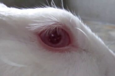 Rabbit Mania: Too Cute Rabbit in different Moods [ Angryt&Funny]