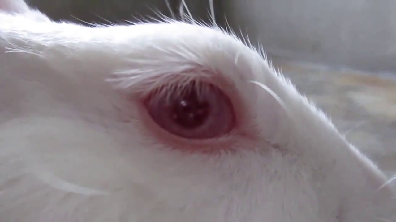 Rabbit Mania: Too Cute Rabbit in different Moods [ Angryt&Funny]