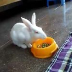 My cute Rabbit (CHIKU)