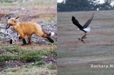 Amazing video shows eagle battling fox for rabbit in mid-air