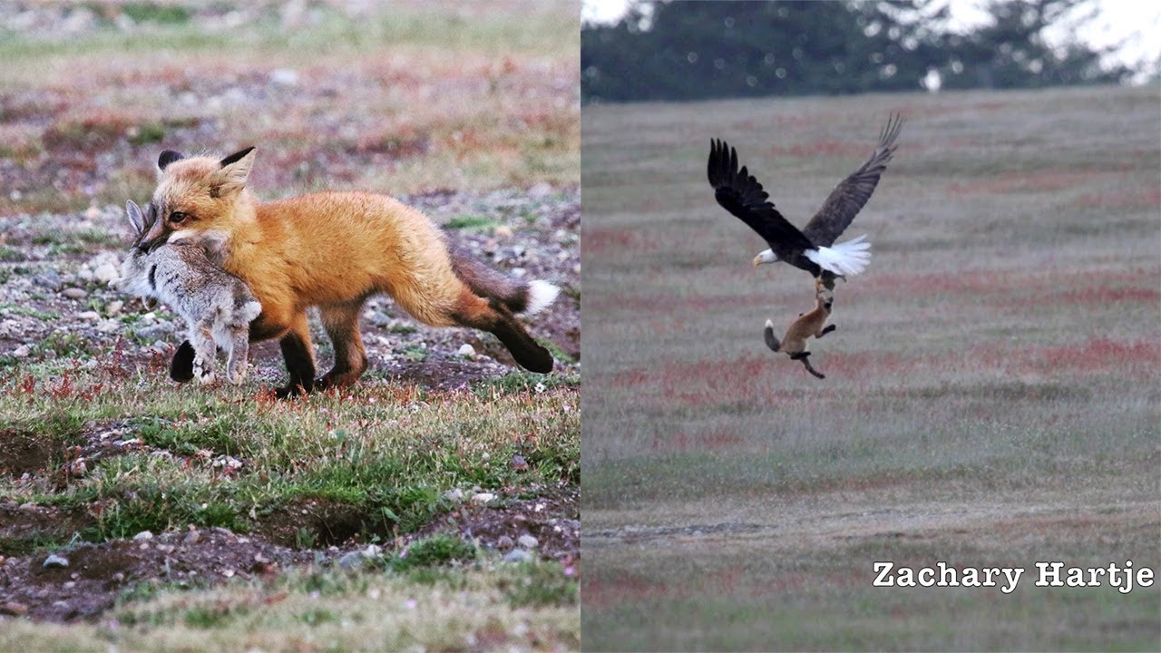 Amazing video shows eagle battling fox for rabbit in mid-air