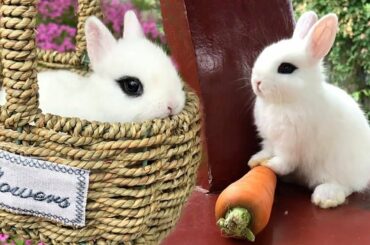 These Cute Baby Bunnies Will Surely Melt Your Heart
