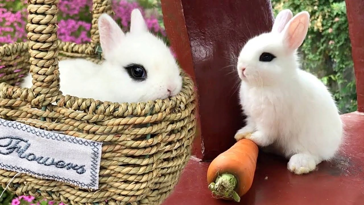 These Cute Baby Bunnies Will Surely Melt Your Heart