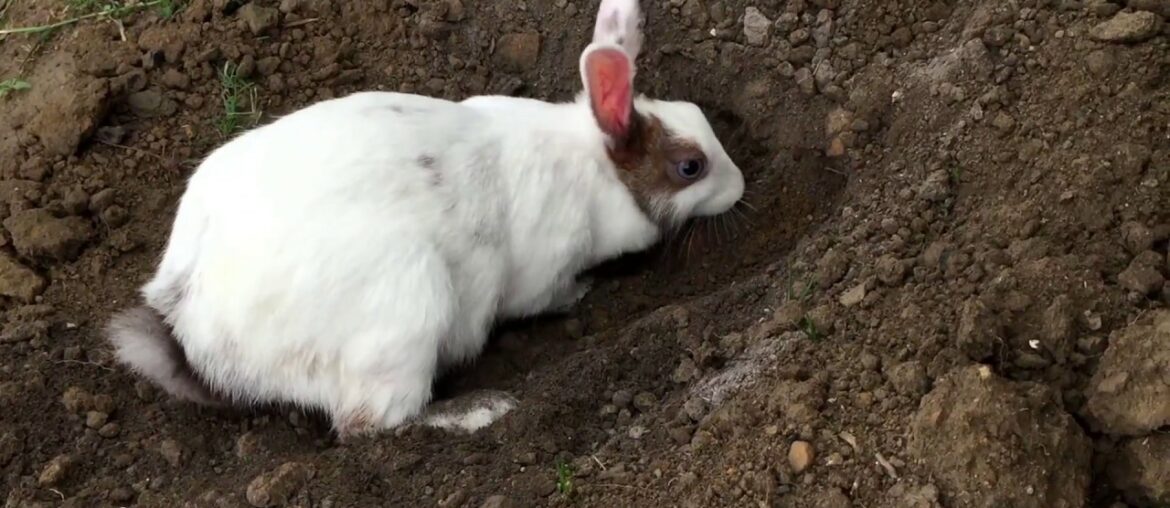 Cute Pet Rabbit / Bunny - Sally digging a Hole in the Ground