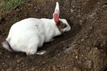Cute Pet Rabbit / Bunny - Sally digging a Hole in the Ground