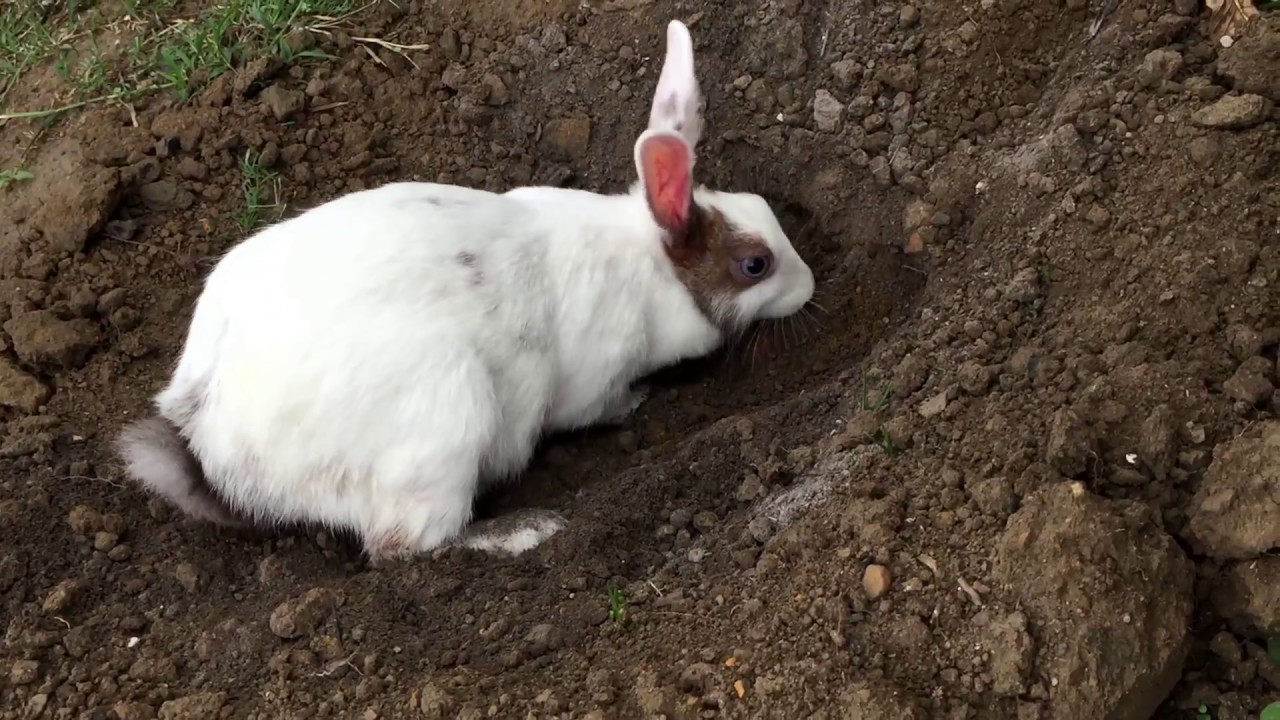 Cute Pet Rabbit / Bunny - Sally digging a Hole in the Ground