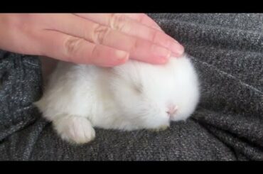 Cute Baby Bunnies on My Lap!