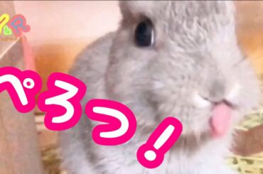 【暇つぶし】かわいいうさぎで癒される！ Cute rabbit videos  #2   Y&R channel