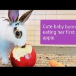 CUTE BABY RABBIT EATING HER FIRST CRUNCHY RED APPLE. SO ADORABLE & SATISFYING TO WATCH.