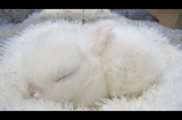 The Cutest Bunny on Earth!