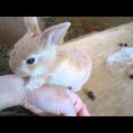 【うさぎ】手をペロペロする赤ちゃんその1 Baby rabbit lick their hands