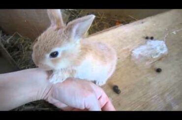 【うさぎ】手をペロペロする赤ちゃんその1 Baby rabbit lick their hands