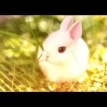 sooo,,,cute Rabbit images video,,,for whats up status.....
