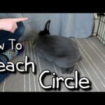 How To Teach Your Rabbit Circle -Teach Your Bunny a Trick!