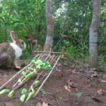 Amazing Quick Rabbit Trap - How To Catch Rabbit With Rabbit Foot Trap - Catching Rabbits With Trap