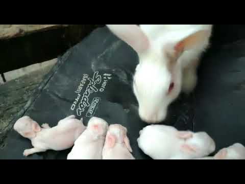 Cute Baby Rabbits With Mom