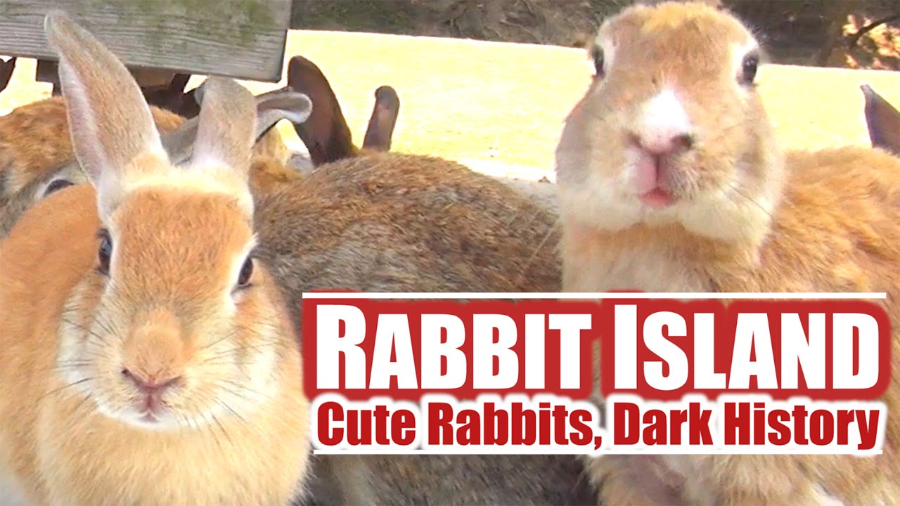 Japan's Rabbit Island: Cute Rabbits, Dark History