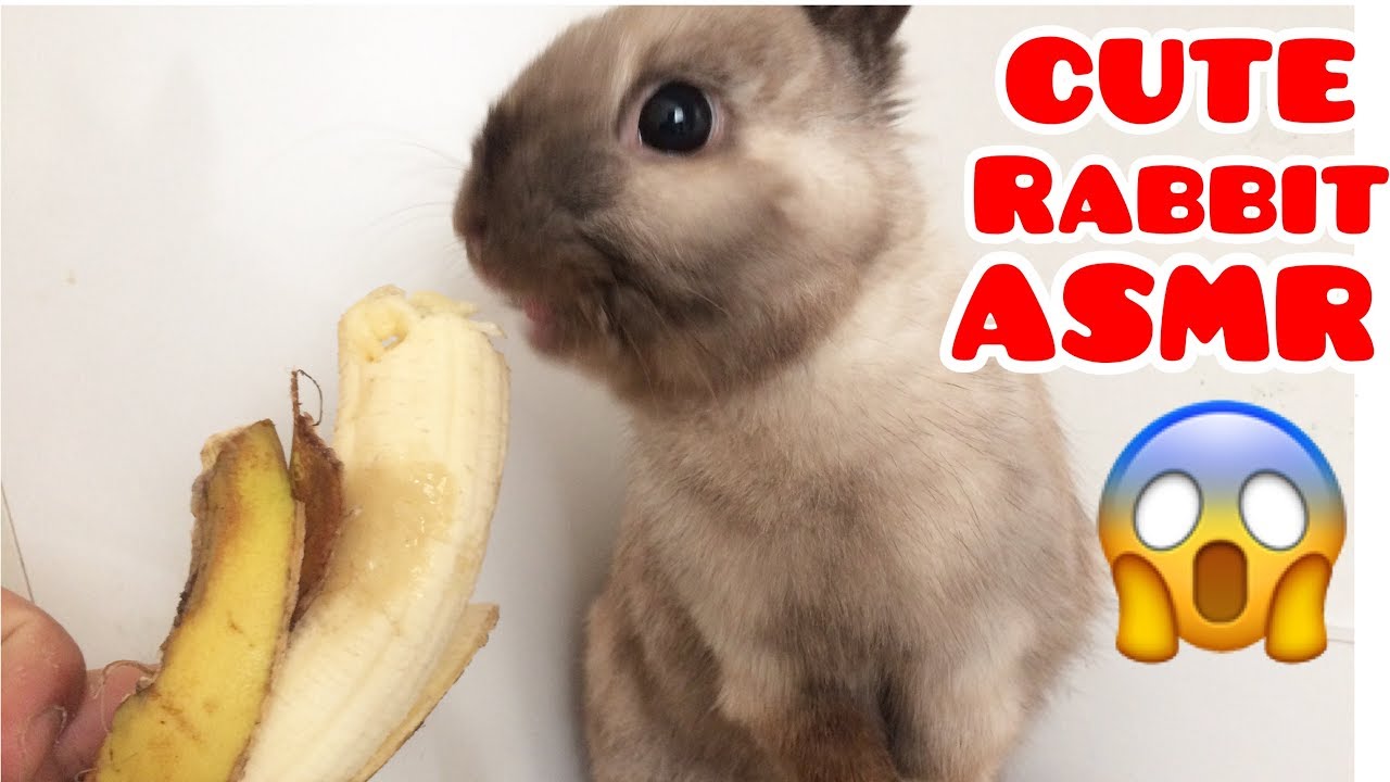 Rabbit Eating Banana / Cute Rabbit ASMR / ASMR TÜRKÇE / TURKCE ASMR / MUKBANG TURKCE / TAVŞAN VİDEO