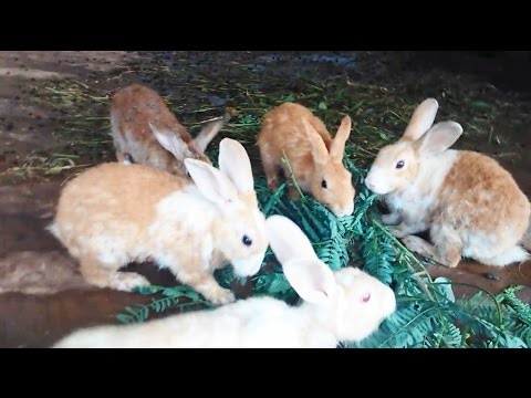 Very Cute Rabbit Run Around In The Rabbit Farm In India 2015 [HD VIDEO]