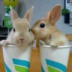 2 Rabbits 2 Cups ❤️ コップにはいった子うさぎ　漫才編