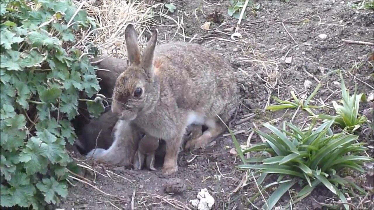Mother Rabbit Feeding Cute Baby Bunnies