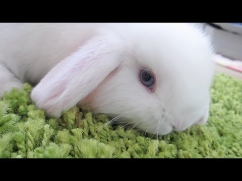Bunny Destroys Carpet!