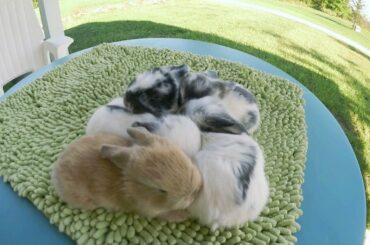 Holland Lop Baby Bunnies - Two Weeks Old