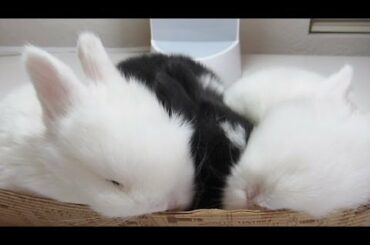 Box of Baby Bunnies!