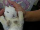Baby Dwarf Rabbit- Mochi