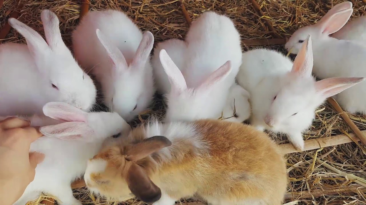 Cute Bunny [힐링]귀여운 토끼 풀뜯는 영상 (무료소스, 귀여운 동물)