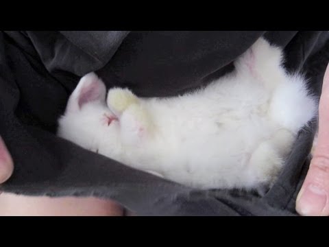 Baby Bunny Sleeping in my Shirt!