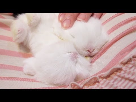 The Most Adorable Baby Bunnies!