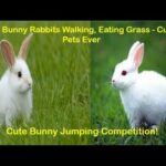 Baby Bunny Rabbits Walking, Eating Grass - Cutest Pets Ever | Cute Bunny Jumping Competition!