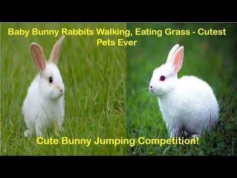 Baby Bunny Rabbits Walking, Eating Grass - Cutest Pets Ever | Cute Bunny Jumping Competition!