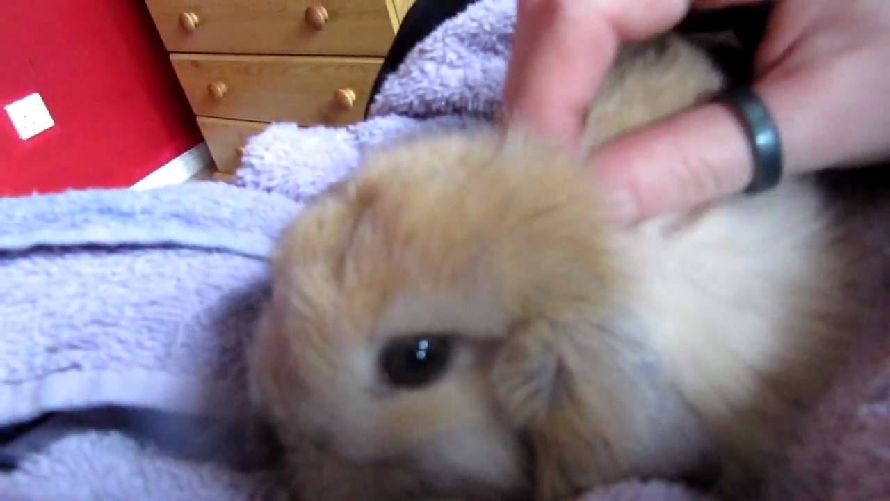My new baby bunny Maru ♥