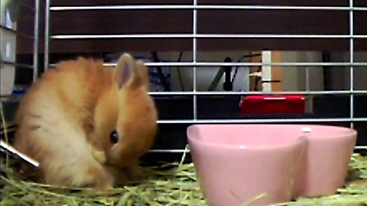 Cute Bunny Rabbit grooms herself Part 9.Netherland Dwarf