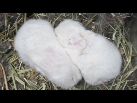12-day Old Baby Bunnies!