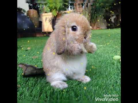 Cute bunny ❤🐇