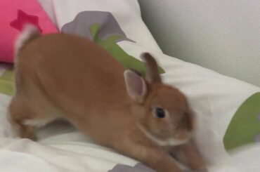 Digging!! Sliding!! Cute Netherland Dwarf bunny Rabbit play on the bed.