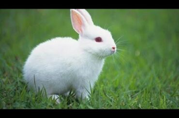 cute whatsapp status video heart touching cute rabbit video