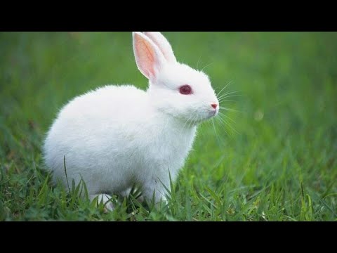 cute whatsapp status video heart touching cute rabbit video