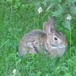 ❤A cute rabbit up close #VEDA DAY 17 8/17/2017❤