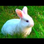 White baby bunny with blue eyes walking outside first time