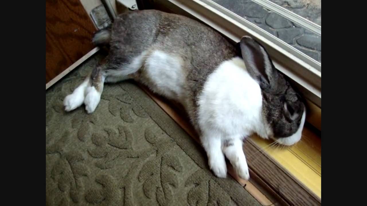 Cute Bunny Dreaming