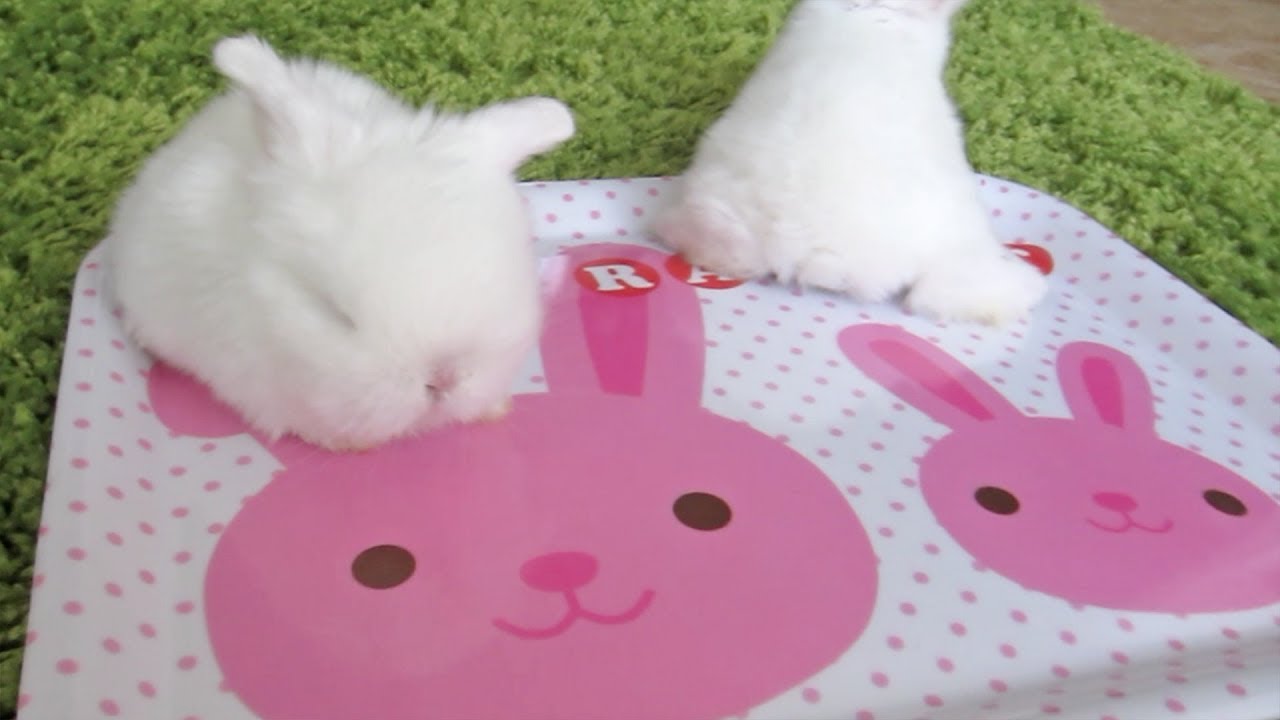 Two Orders of CUTE - Twin Baby Bunnies!